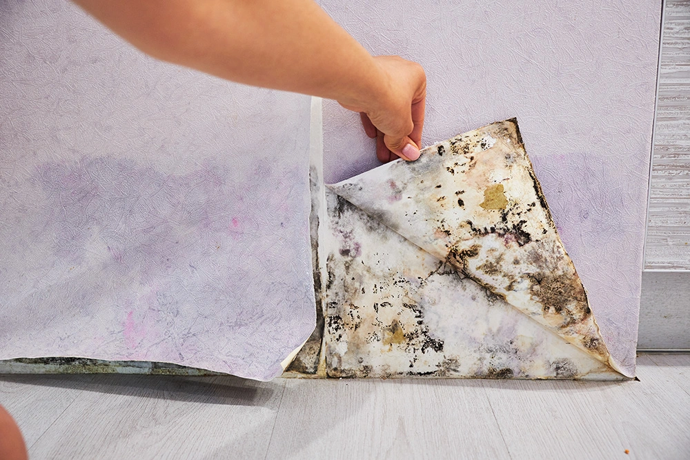 black-mold-buildup-in-the-corner-of-an-old-house-2023-11-27-04-50-43-utc-1 (1)